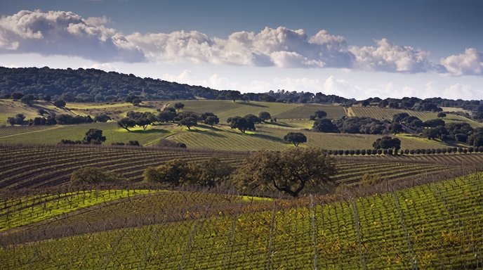 Rolling hills of the Santa Ynez Valley