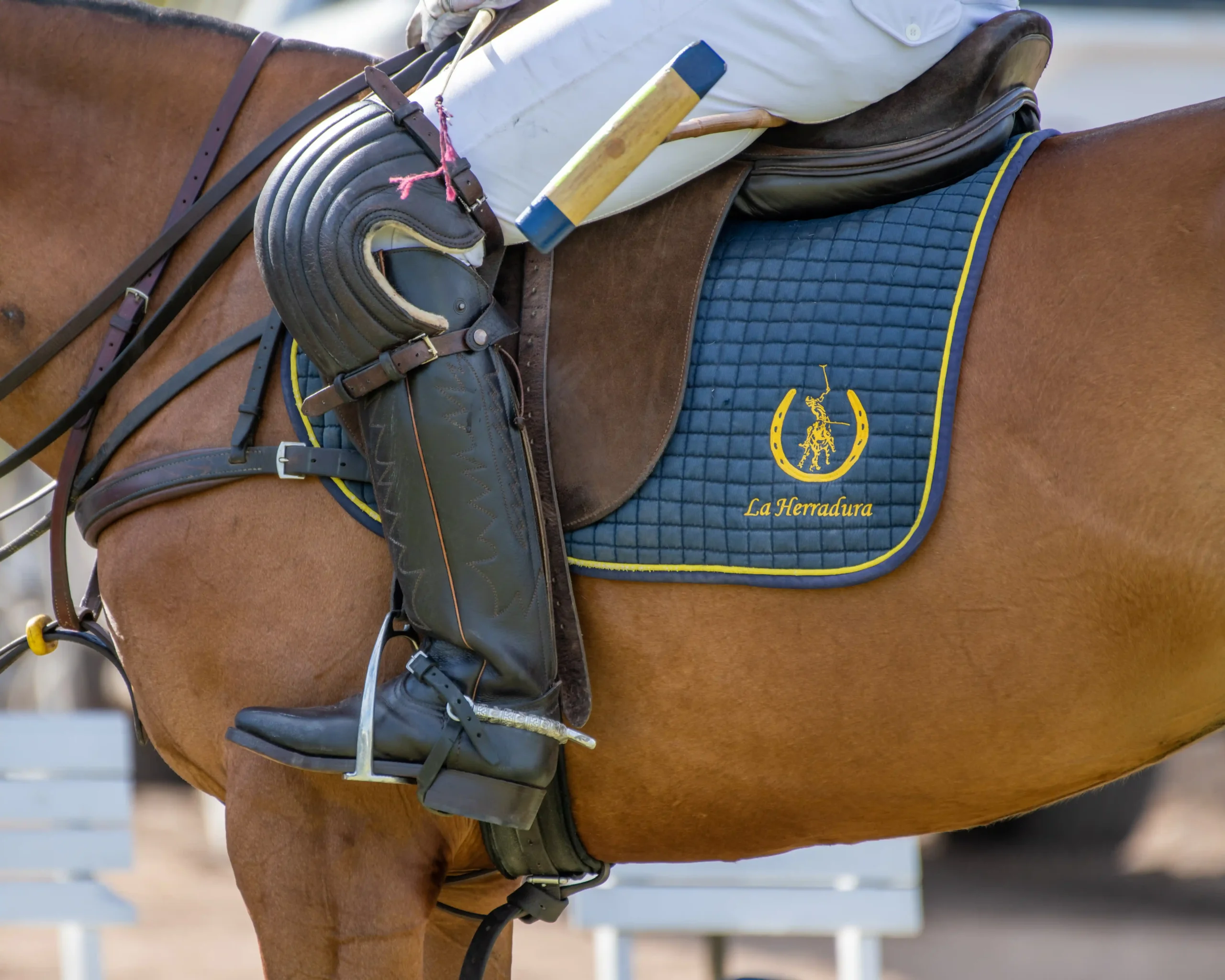 A polo pony wearing the navy and gold La Herradura saddle pad